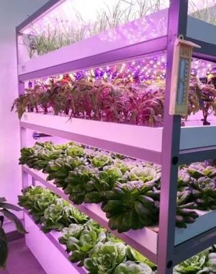 Casa de contêineres para o cultivo de vegetais de folhas de dupla camada e desempenho de telhado em forma
