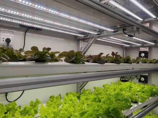Casa de contêineres para o cultivo de vegetais de folhas de dupla camada e desempenho de telhado em forma