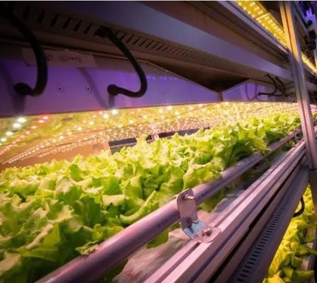 Casa de contêineres para o cultivo de vegetais de folhas de dupla camada e desempenho de telhado em forma