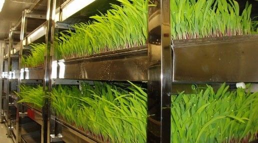 Opção de departamento casa de contêiner de vegetais de folhas com personalização e folha de telhado