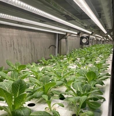 Opção de departamento casa de contêiner de vegetais de folhas com personalização e folha de telhado