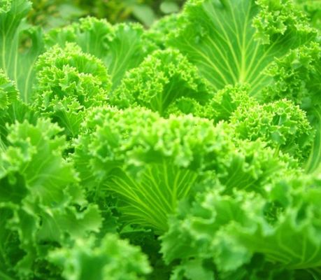 Opção de departamento casa de contêiner de vegetais de folhas com personalização e folha de telhado