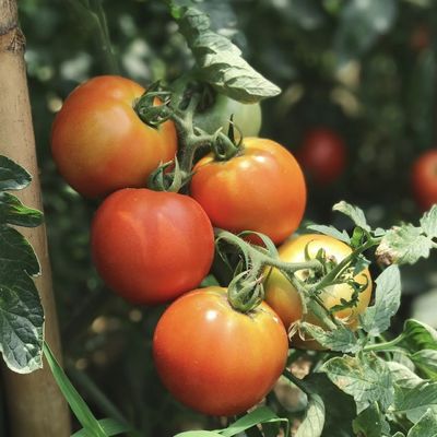 Aquecedores hidropónicos com telhado arqueado para aquicultura e sistema de cultivo de vegetais