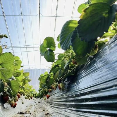 Otimizar o crescimento com luz solar e irrigação por pulverização