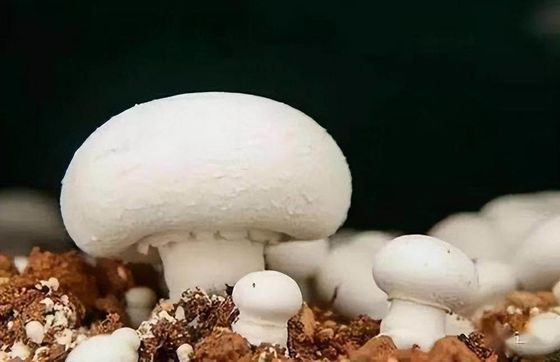 Jardim de contêineres de frutas e vegetais com telhado em forma e opção de personalização