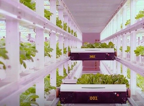 Jardim de contêineres de frutas e vegetais com telhado em forma e opção de personalização