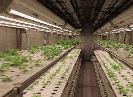 Jardim de contêineres de frutas e vegetais com telhado em forma e opção de personalização