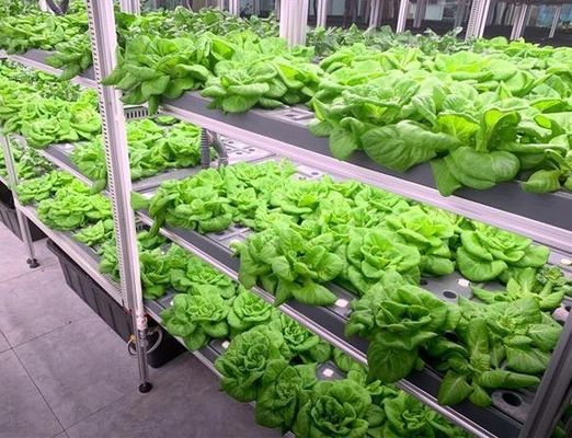 Jardim de contêineres de frutas e vegetais com telhado em forma e opção de personalização