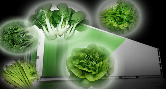 Jardim de contêineres de frutas e vegetais com telhado em forma e opção de personalização