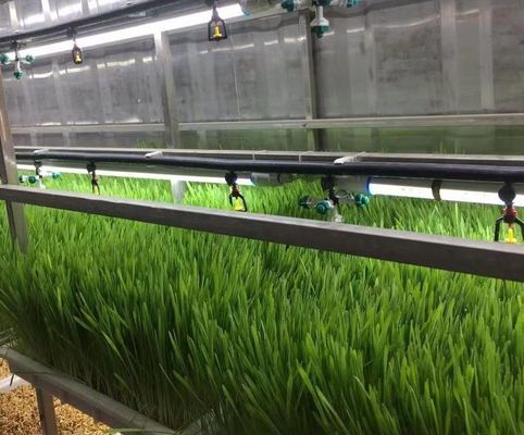 Casa de contêineres para o cultivo de vegetais folhosos Hidroponia Tecnologia de cultivo