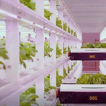Estufas para vegetais folhosos dentro do seu orçamento