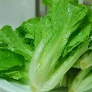 Estufas para vegetais folhosos dentro do seu orçamento