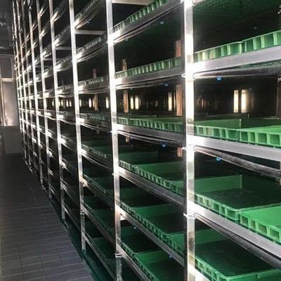 Estufas para vegetais folhosos dentro do seu orçamento