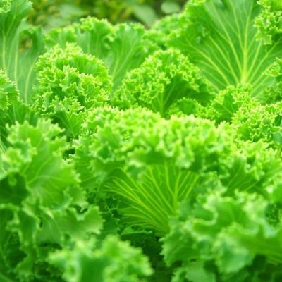 Estufas para vegetais folhosos dentro do seu orçamento