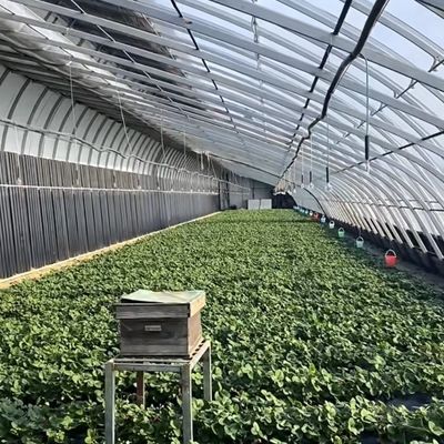 Maximize o rendimento dos seus produtos com esta grande estufa de hidroponia vegetal