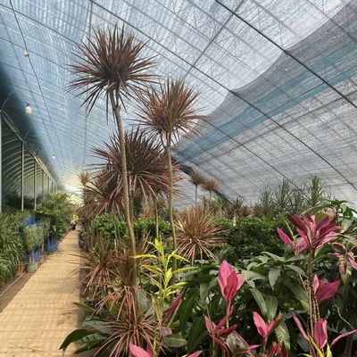 Maximize o rendimento dos seus produtos com esta grande estufa de hidroponia vegetal