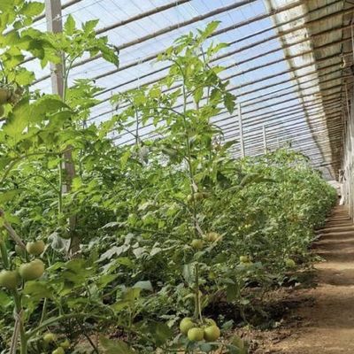 Garantia de devolução de 30 dias Vegetais Luz solar Estufas Sistema de irrigação Spay 100.000kg