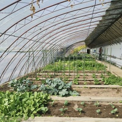 Sistema de cultivo hidropônico de estufa de luz solar para plantação de flores