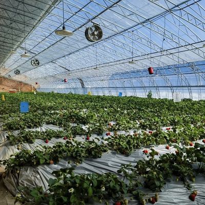 Sistema de cultivo hidropônico de estufa de luz solar para plantação de flores