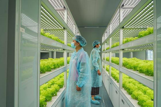 Sistema de iluminação para a agricultura de contentores com tempo de entrega estimado e baixo custo de transporte