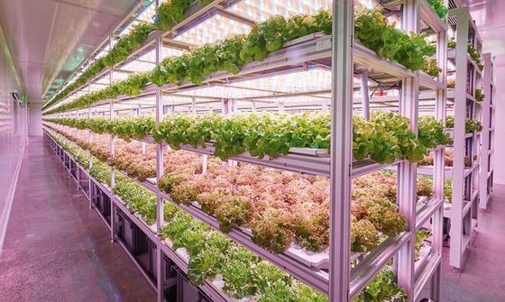 Sistema de iluminação para a agricultura de contentores com tempo de entrega estimado e baixo custo de transporte