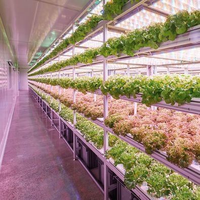 Serviço de transporte de contêineres Solução de iluminação LED de estufa para plantação de vegetais