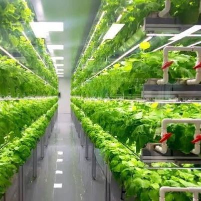 Serviço de transporte de contêineres Solução de iluminação LED de estufa para plantação de vegetais
