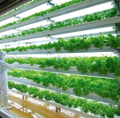 Serviço de transporte de contêineres Solução de iluminação LED de estufa para plantação de vegetais