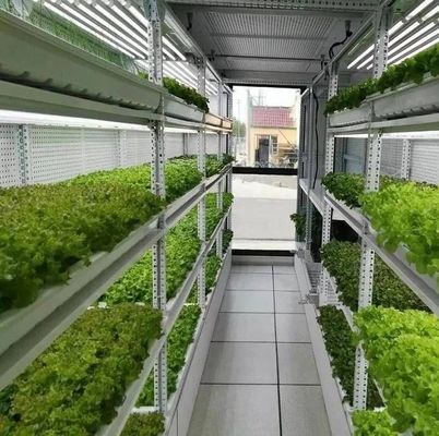 Serviço de transporte de contêineres Solução de iluminação LED de estufa para plantação de vegetais