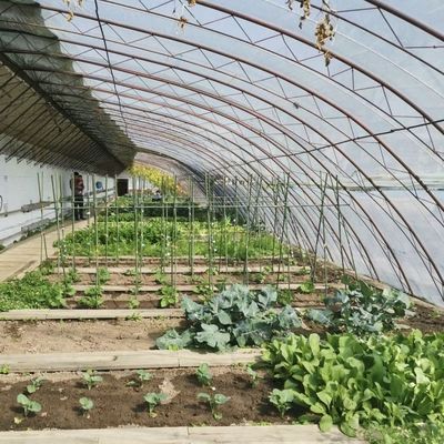 Plantação de flores Estufas com estrutura de aço de duas ou uma camada