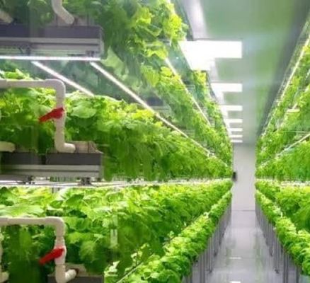Sistema de contêiner de cultivo hidropónico vertical de estufa em recipiente 40FT 40HQ Reefer