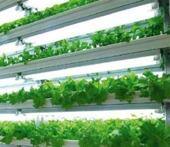 Sistema de contêiner de cultivo hidropónico vertical de estufa em recipiente 40FT 40HQ Reefer