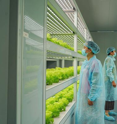 Sistema de contêiner de cultivo hidropónico vertical de estufa em recipiente 40FT 40HQ Reefer