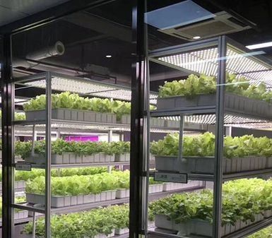 Sistema de contêiner de cultivo hidropónico vertical de estufa em recipiente 40FT 40HQ Reefer