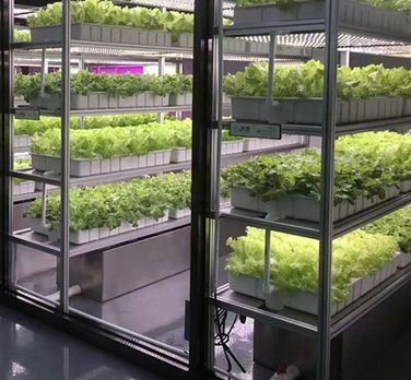 Material de cobertura de aço Sistema de contêineres hidropónicos verticais de cultivo para telhados em forma