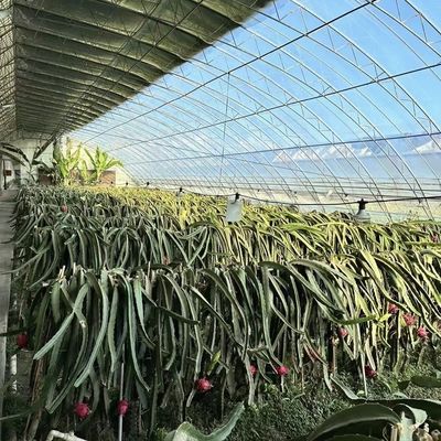 Luz solar e irrigação automatizada para aquaponia em estufas de plástico