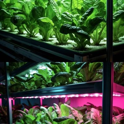 Departamento de controlo de temperatura inteligente Container de transporte Estufas para vegetais de folhas