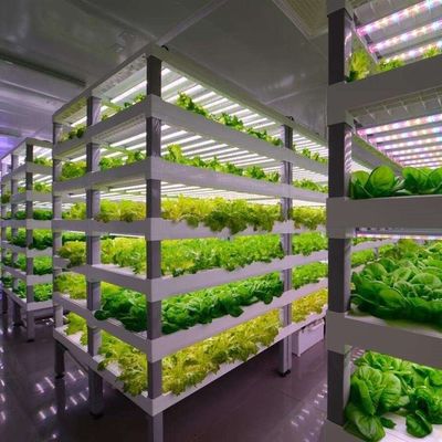 US 10000/pedaço Folha de telhado de recipiente de estufa para vegetais de folhas 1 peça Min.Order