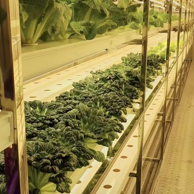 Grande recipiente de barranco de barranco A solução perfeita para o cultivo hidropônico de vegetais folhosos
