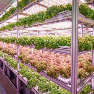 Grande recipiente de barranco de barranco A solução perfeita para o cultivo hidropônico de vegetais folhosos
