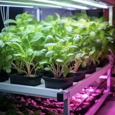 Grande recipiente de barranco de barranco A solução perfeita para o cultivo hidropônico de vegetais folhosos