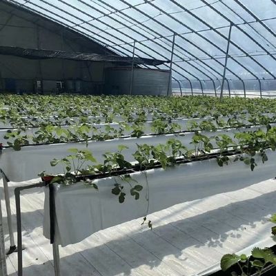 Plantio de flores Sistema de irrigação por gotejamento Estufas de sol com pedido personalizado