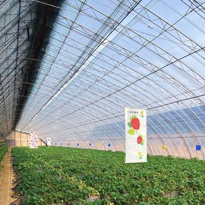 Hidroponia multi-espaço Estufas de crescimento orientadas pela luz solar Custo de transporte e tempo de entrega