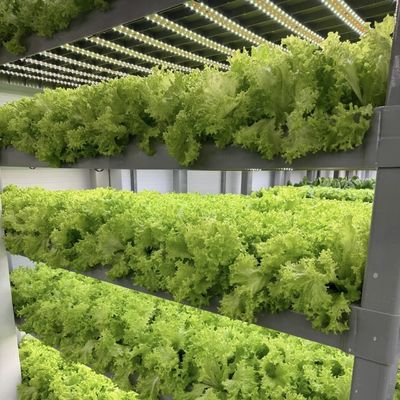 Método de cultivo hidropônico Recipiente de recifes Estufas de vegetais com materiais