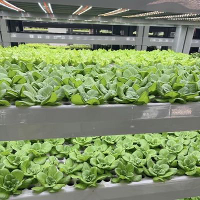 Método de cultivo hidropônico Recipiente de recifes Estufas de vegetais com materiais