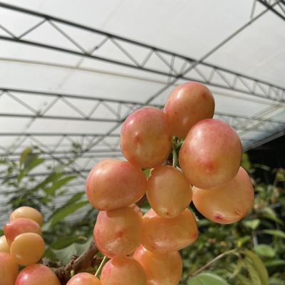 Irrigação de sementes de semente de sol Estufas US 20 / metro quadrado com personalização