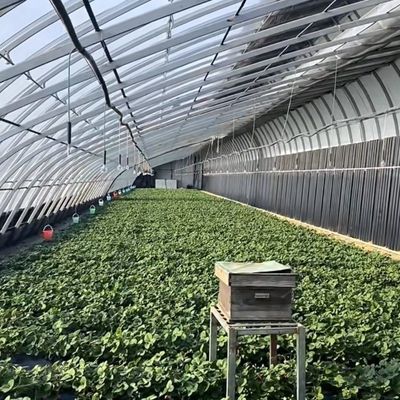 Sistema de cultivo hidropônico aquapônico multi-span para moeda dos EUA em estufa solar