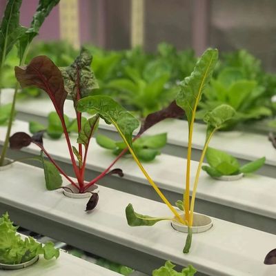 Estufas de contêineres para o cultivo de vegetais de folhas Pagamento inicial e transporte a preços acessíveis