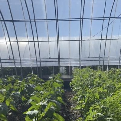 Sistema de cultivo hidropônico aquapônico multi-span para moeda dos EUA em estufa solar