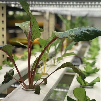 Transforme sua operação agrícola com vegetais de folhas Reefer Container Greenhouse